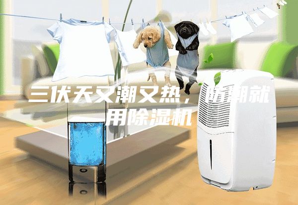 三伏天又潮又熱,防潮就用除濕機