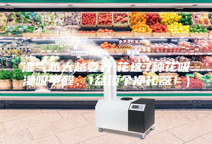 濕氣越大越要養(yǎng)(花這7種花吸濕吸甲醛，1盆頂個(gè)凈化器！)